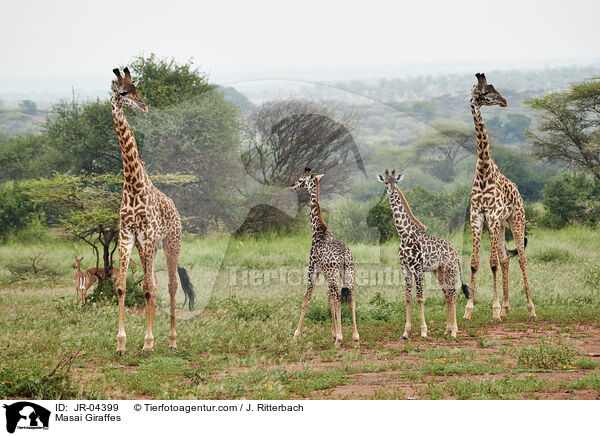 Masai Giraffes / JR-04399