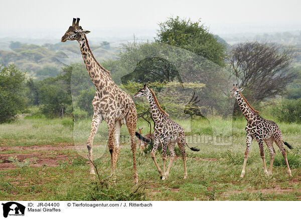 Massaigiraffen / Masai Giraffes / JR-04400