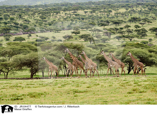 Masai Giraffes / JR-04477