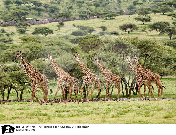 Masai Giraffes / JR-04478