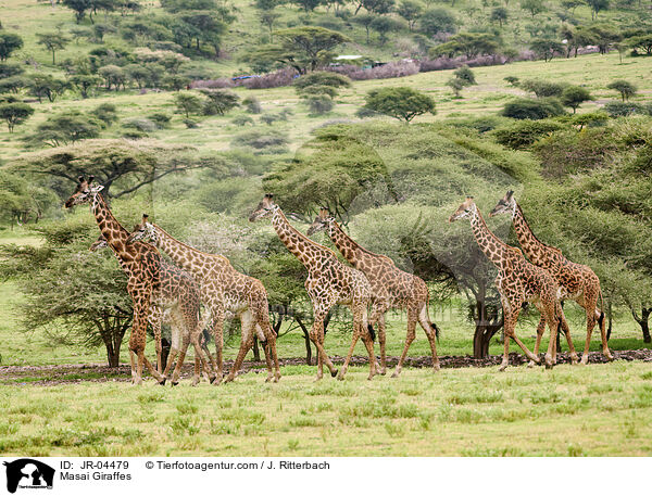 Massaigiraffen / Masai Giraffes / JR-04479