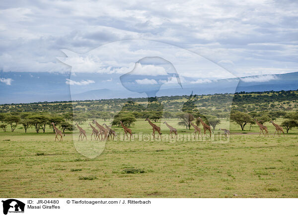 Masai Giraffes / JR-04480