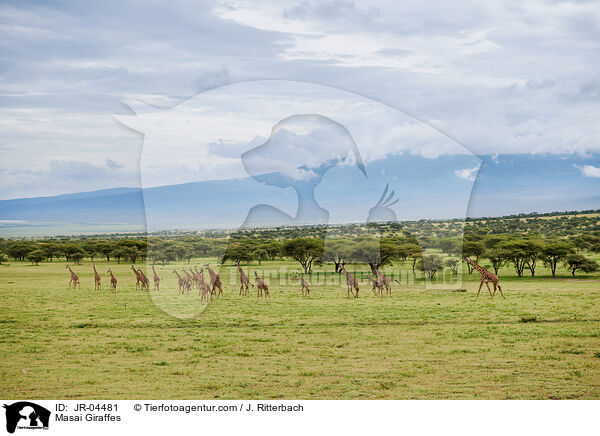 Masai Giraffes / JR-04481