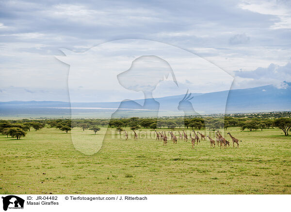 Massaigiraffen / Masai Giraffes / JR-04482