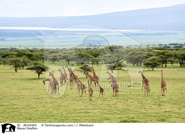 Masai Giraffes / JR-04483