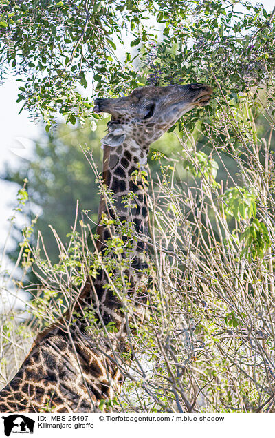 Massai-Giraffe / Kilimanjaro giraffe / MBS-25497