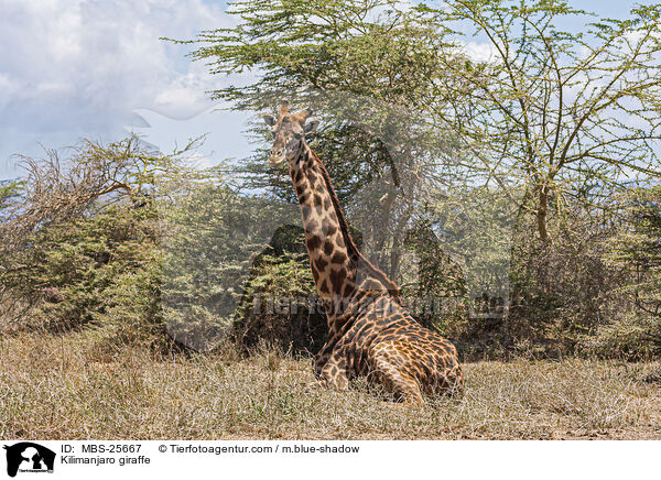 Massai-Giraffe / Kilimanjaro giraffe / MBS-25667