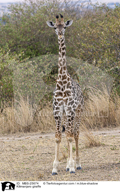 Massai-Giraffe / Kilimanjaro giraffe / MBS-25674