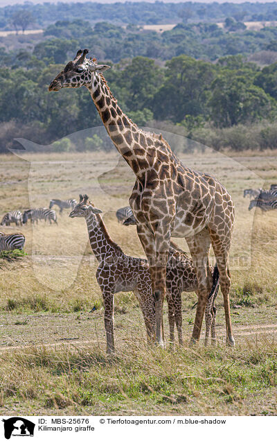 Massai-Giraffe / Kilimanjaro giraffe / MBS-25676