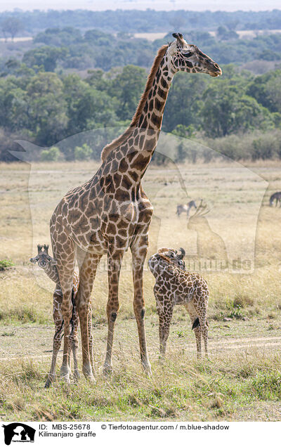 Massai-Giraffe / Kilimanjaro giraffe / MBS-25678