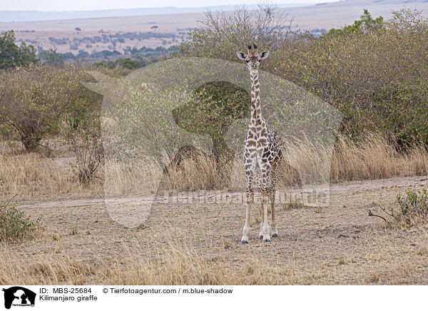 Kilimanjaro giraffe / MBS-25684