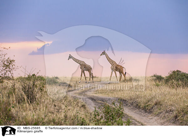 Massai-Giraffe / Kilimanjaro giraffe / MBS-25685