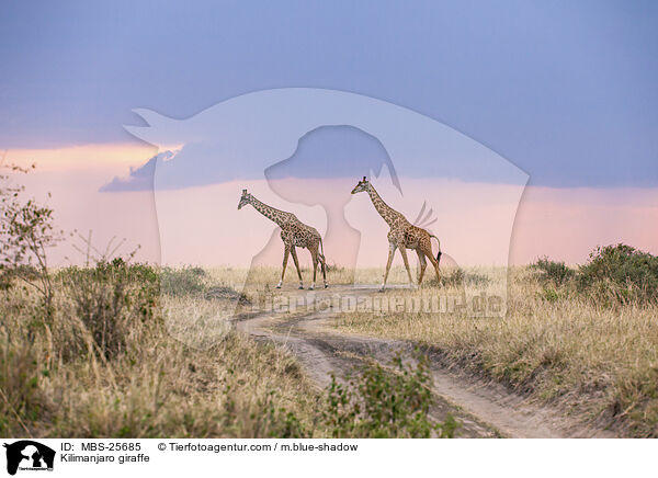 Kilimanjaro giraffe / MBS-25685