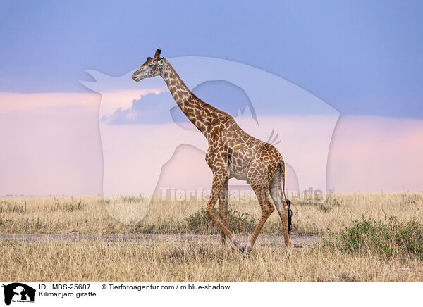 Kilimanjaro giraffe / MBS-25687