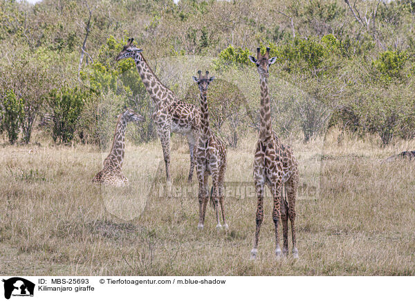 Massai-Giraffe / Kilimanjaro giraffe / MBS-25693