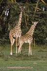 masai giraffes