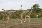 masai giraffes