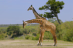 masai giraffes