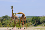 masai giraffes