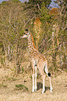 masai giraffe