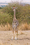 masai giraffe