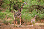 Masai Giraffes