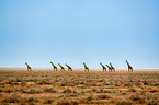 Masai Giraffes