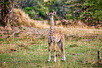 Masai Giraffe