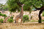 Masai Giraffes