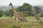 Masai Giraffes