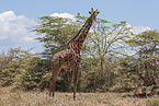 Kilimanjaro giraffe