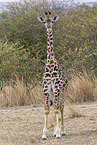 Kilimanjaro giraffe