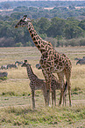 Kilimanjaro giraffe