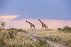 Kilimanjaro giraffe