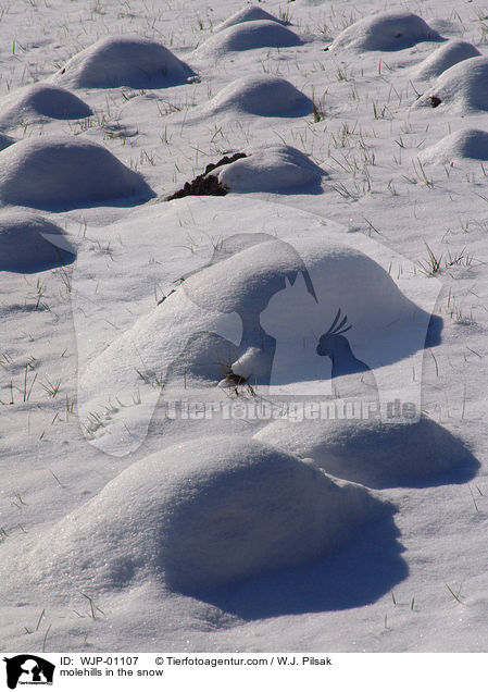 Maulwurfshgel im Schnee / molehills in the snow / WJP-01107