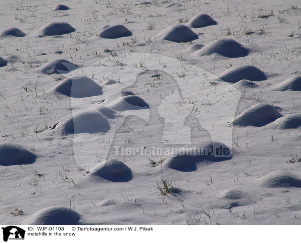 Maulwurfshgel im Schnee / molehills in the snow / WJP-01108
