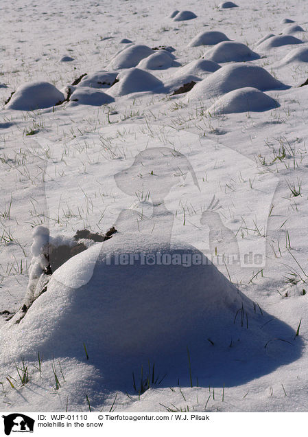 Maulwurfshgel im Schnee / molehills in the snow / WJP-01110