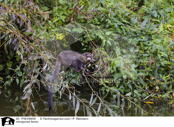 mongoose lemur / PW-09859
