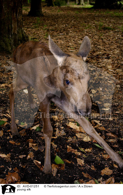 young elk / AVD-01251