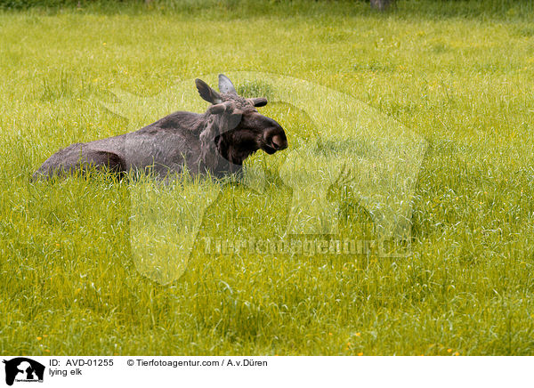 liegender Elch / lying elk / AVD-01255