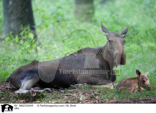 elks / MAZ-02445