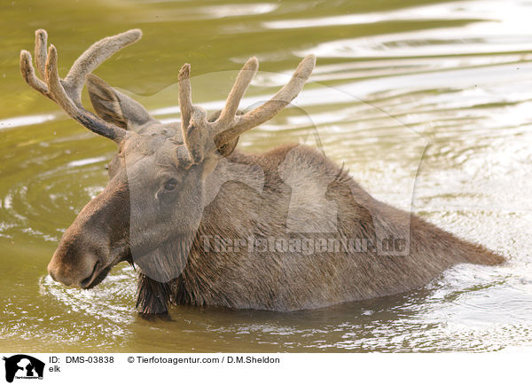 Elch / elk / DMS-03838