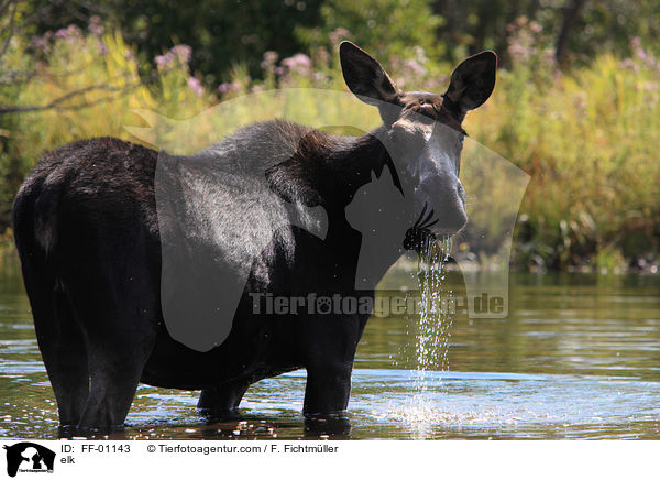 Elch / elk / FF-01143