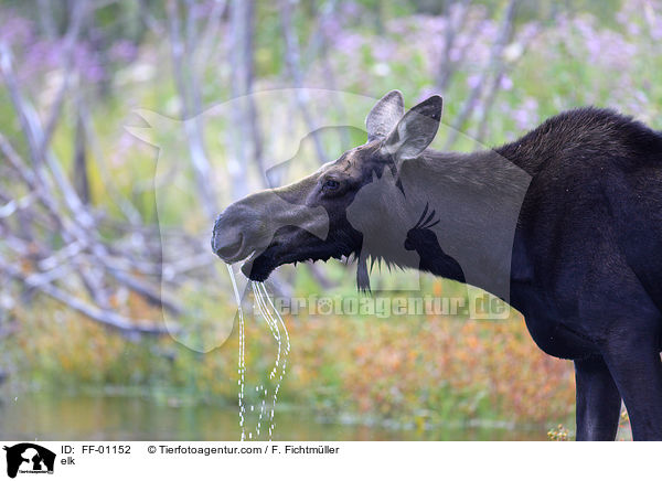 Elch / elk / FF-01152