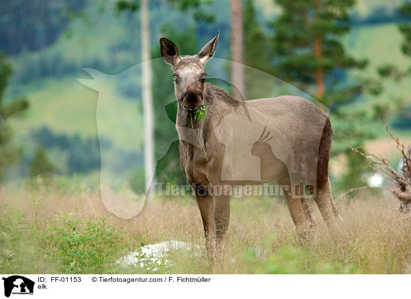 Elch / elk / FF-01153