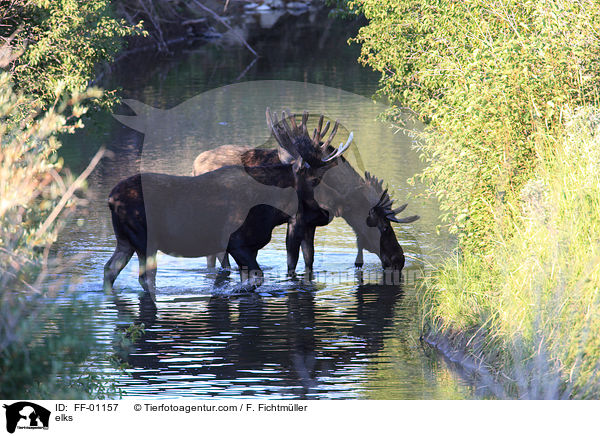 Elche / elks / FF-01157