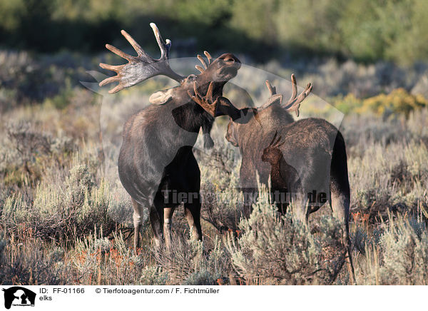 Elche / elks / FF-01166