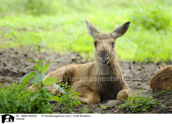 Elch / moose / DMS-06054