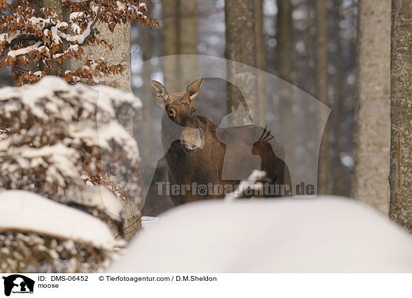 moose / DMS-06452