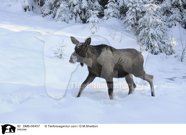 moose / DMS-06457